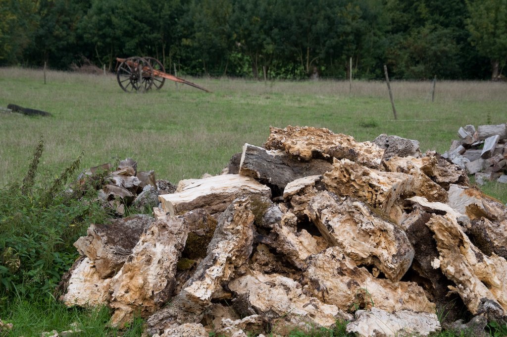 averyoldrottonwoodpile.jpg