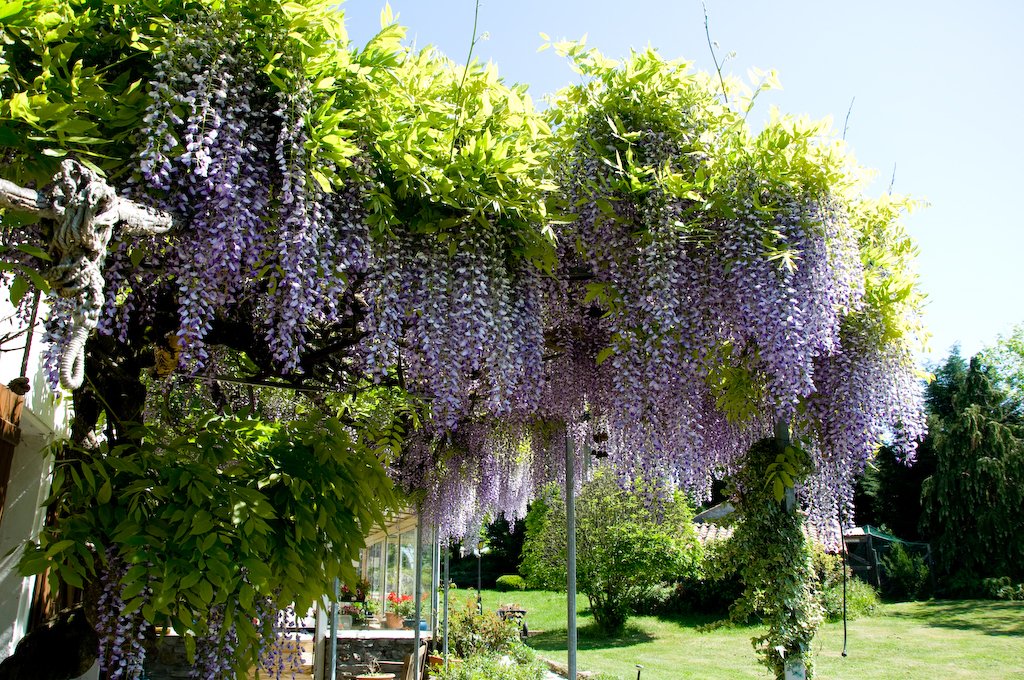 wisteriaatgatine.jpg